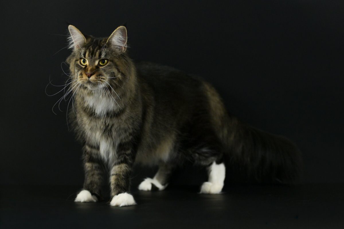 Maine Coon de l'élevage Maillard'Coon