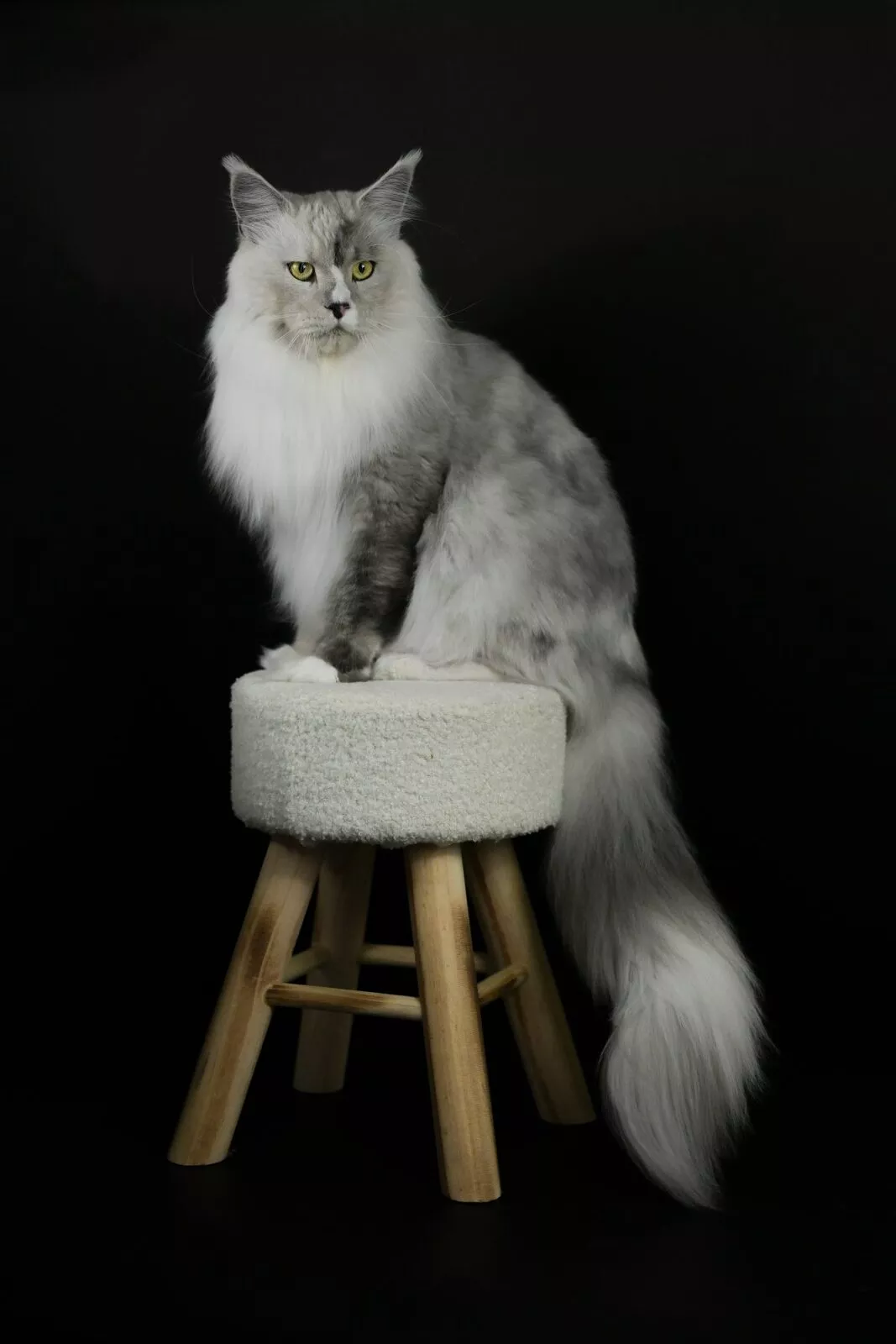 Santé et tests génétiques du Maine Coon