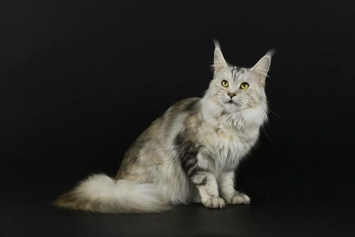 Caractère et entretien du Maine Coon
