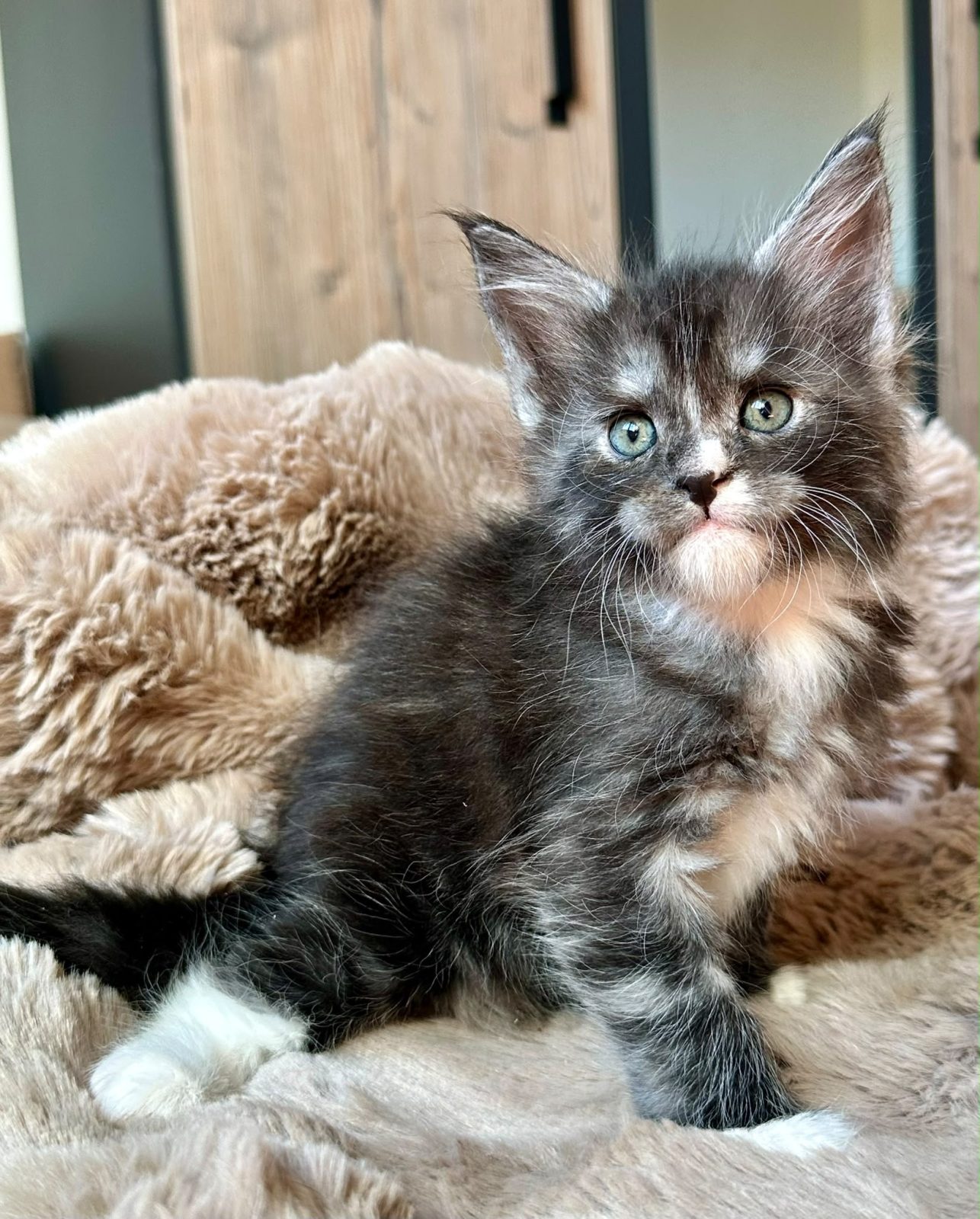 Blackberry, chaton Maine Coon