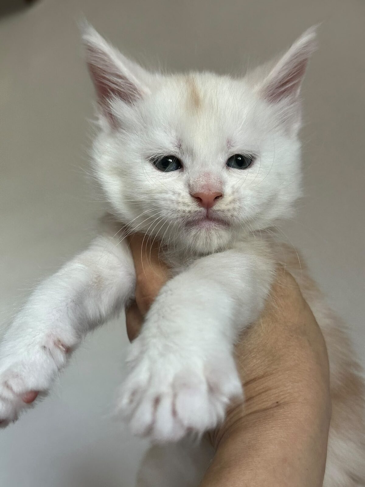 Bitcoin, chaton Maine Coon