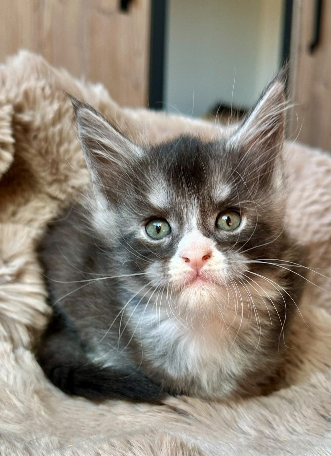 Blackstar, chaton Maine Coon