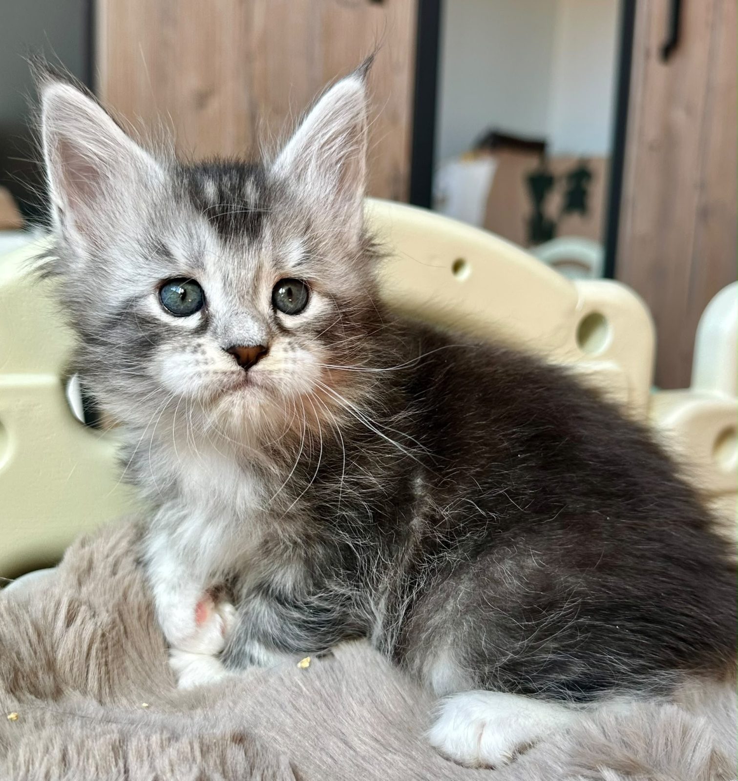 Bluebelle, chaton Maine Coon