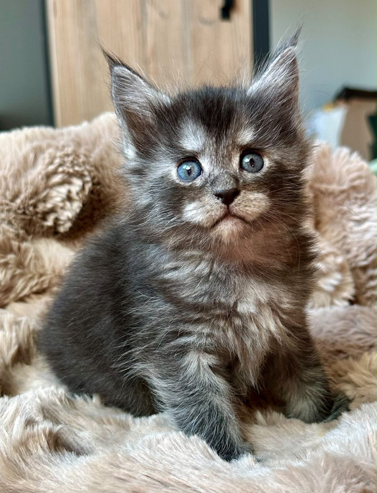 Blueberry, chaton Maine Coon