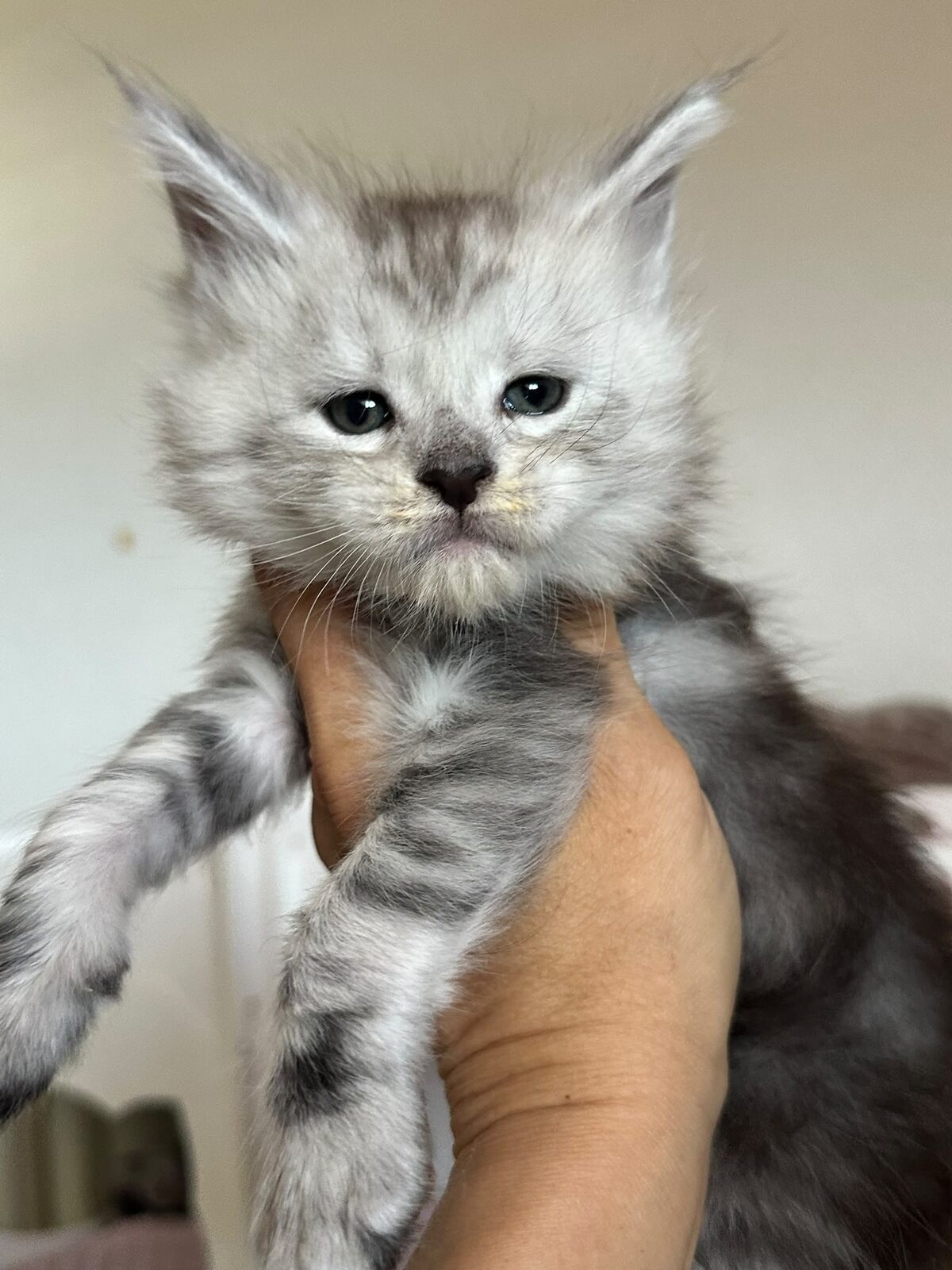 Bluey, chaton Maine Coon