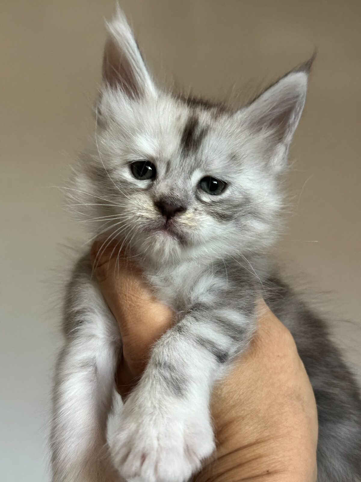 Bristol, chaton Maine Coon