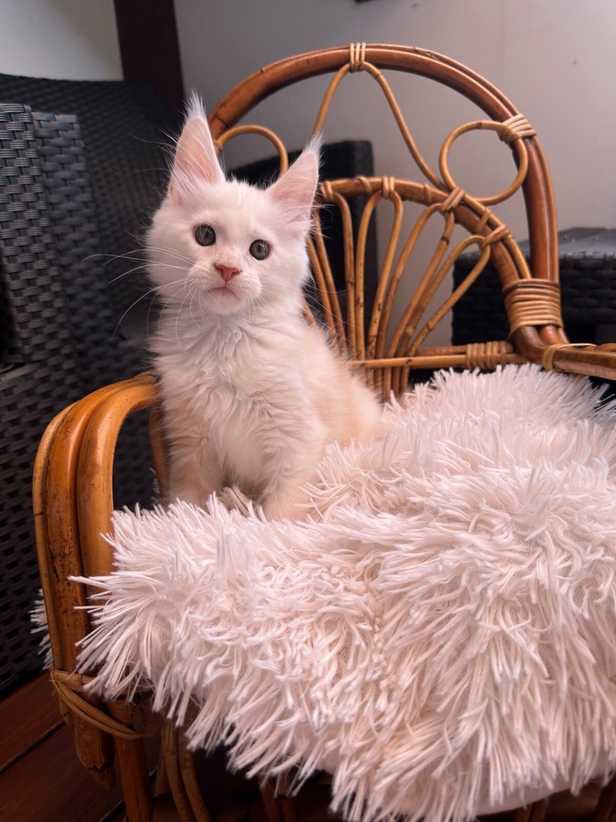 Bubble Gum, chaton Maine Coon