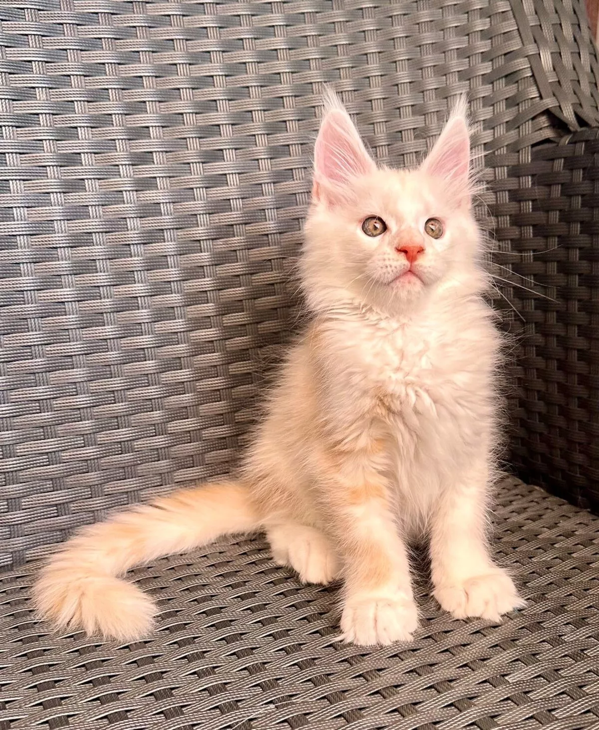 Comment choisir un chaton Maine Coon ?