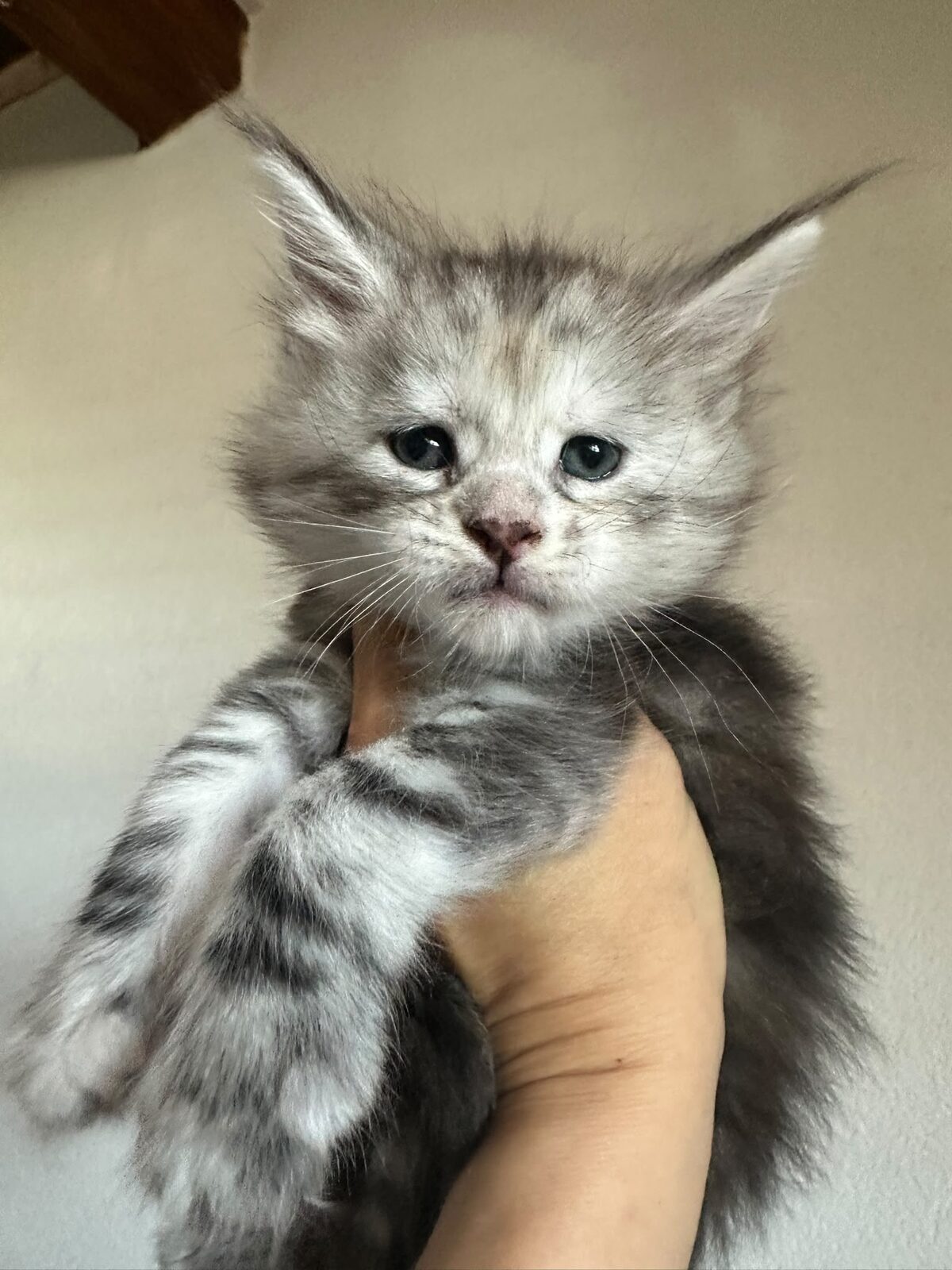 Burberry, chaton Maine Coon