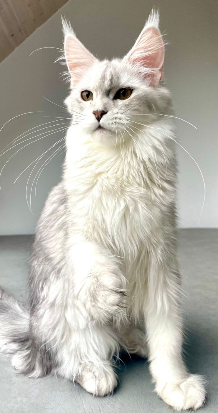 Un de nos Maine Coon à la maison